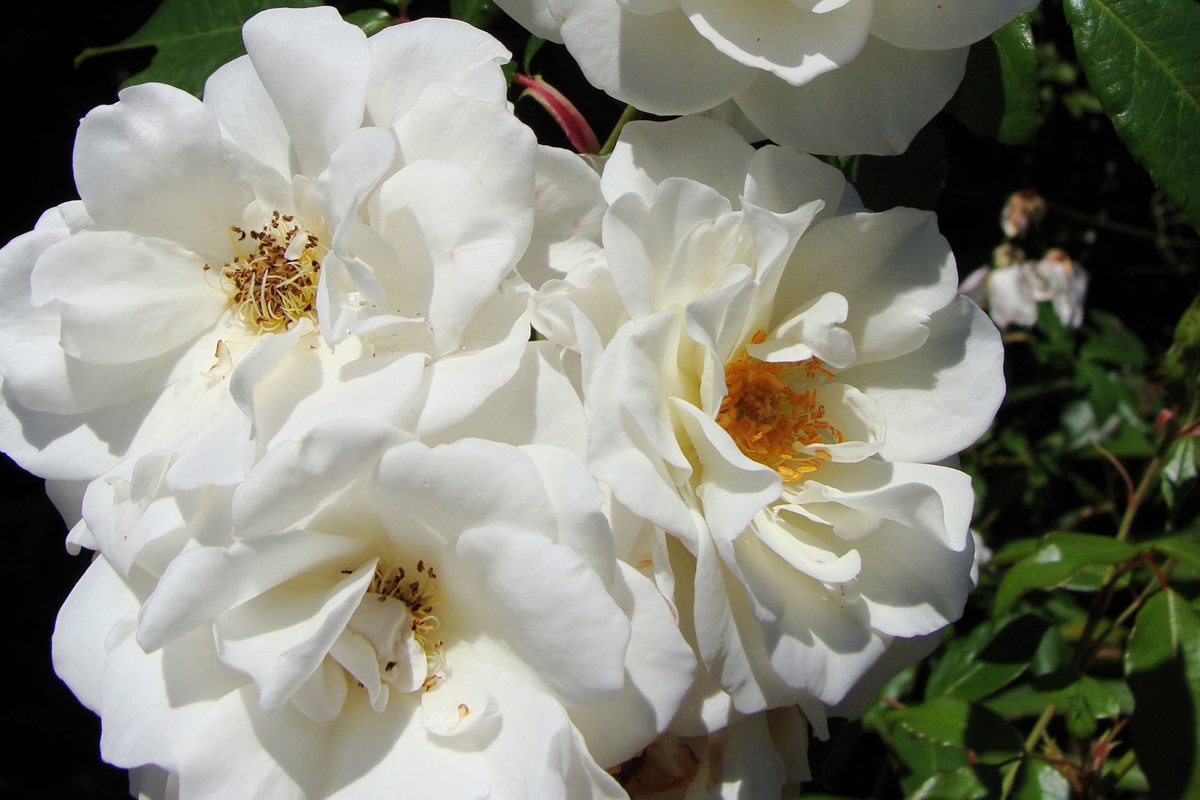 Rosa Iceberg(2).jpg